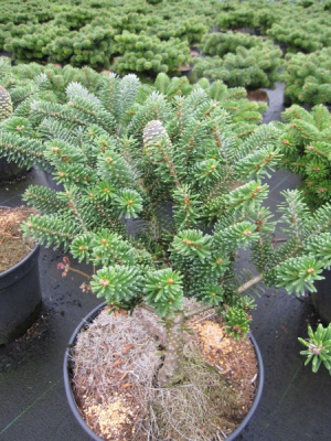 Пихта корейская Тайга C1.5