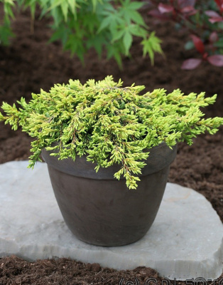 Можжевельник обыкновенный Голдшатц C3