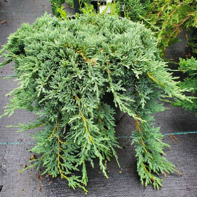 Можжевельник горизонт. Вилтонил C3