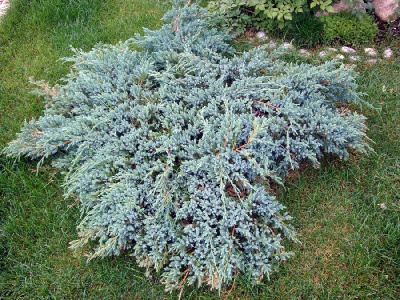 Можжевельник чешуйчатый Блю Карпет C3