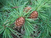 Лиственница Кемпфера видовая норма C3