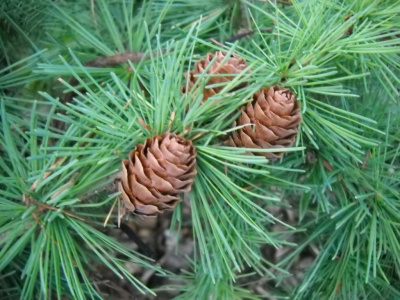 Лиственница Кемпфера видовая норма C3