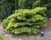 Сосна густоцветковая Жан Клаус C1.5