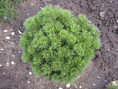 Сосна горная Пумилио C3