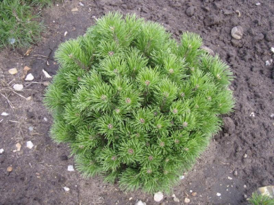 Сосна горная Пумилио C3