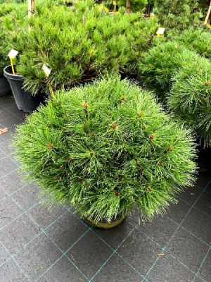 Сосна черная Бенелюкс C1.5