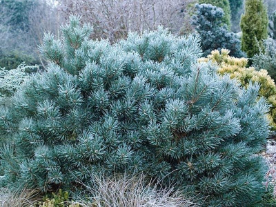 Сосна обыкновенная Чантри Блю C1.5