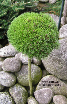 Сосна крючковатая Джезек C1.5