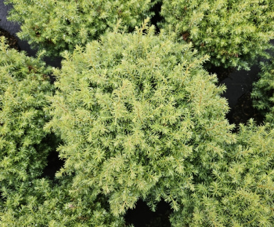 Туя западная Фореве Янг P9