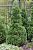 Туя западная Холмстрап P13