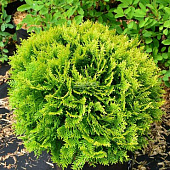 Туя западная Мириам C3