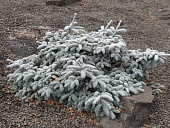 Пихта благородная Глаука Прострата 30-40см с комом