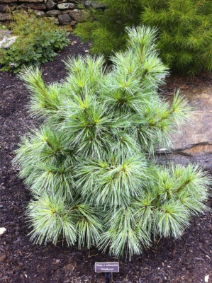 Сосна Шверина Витхорст 50-60см с комом