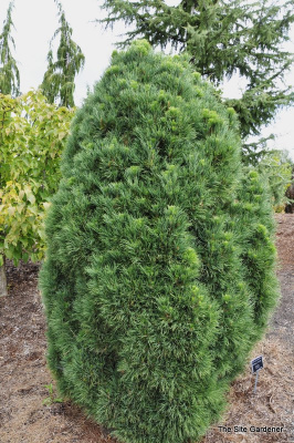 Сосна обыкновенная Глобоза Виридис 30-40см  с комом