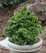 Кипарисовик тупой Нана Грацилис C7,5 30-35cm