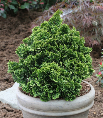 Кипарисовик тупой Нана Грацилис C7,5 30-35cm