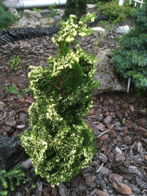 Кипарисовик тупой Тониа C3 25-30cm