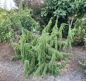 Можжевельник обыкновенный Облонга Пендула C3 70-80cm