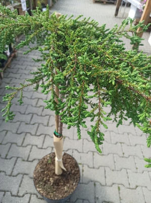 Можжевельник обыкновенный Зиал C5 штамб 75cm