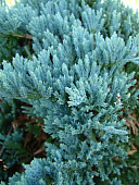 Можжевельник горизонт. Блю Чип C3 25-30cm