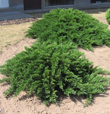 Можжевельник средний Минт Джулеп C3 30-40cm