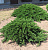 Можжевельник средний Минт Джулеп C3 30-40cm