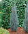 Можжевельник скальный Блю Эрроу C5 80-100