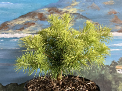 Лиственница Кемпфера Гоудлокье C5 штамб 75cm