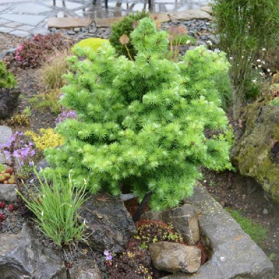 Лиственница Кемпфера Мадуродам C3 25-30cm