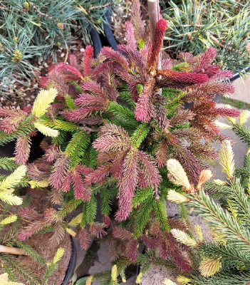 Ель обыкновенная Рэд Мен C10 70-80cm