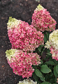 Гортензия Колорфул Коктейль P12