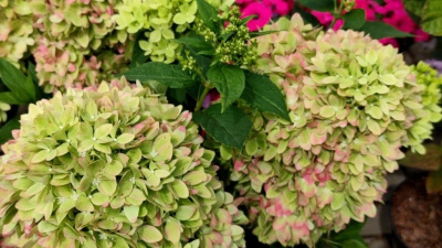 БИГ-ПАК Гортензия Бии Грин (5 шт)