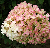 БИГ-ПАК Гортензия Бобо (5 шт)