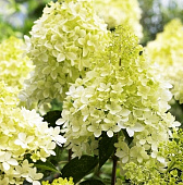 Гортензия Фантом ОКС, 50-60см штамб