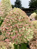 БИГ-ПАК Гортензия Пиксио (5 шт)