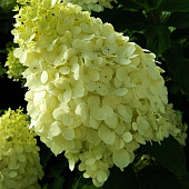 Гортензия Полярный Медведь ОКС, 60-70см штамб