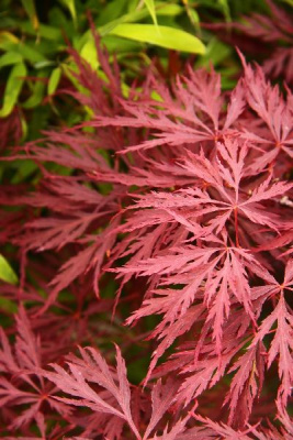 Клен дланевидный Гарнет C3