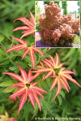 Клен дланевидный Уилсонс Пинк Дварф C2