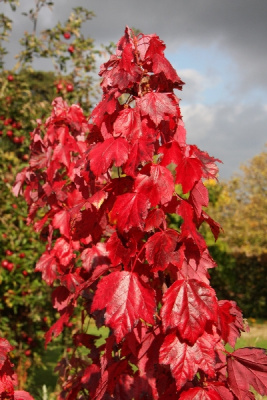 Клён красный Рэд Сансет P9