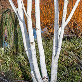 Берёза полезная Жакмана P14