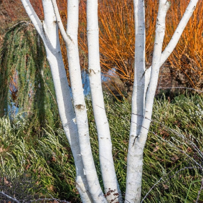 Берёза полезная Жакмана P14