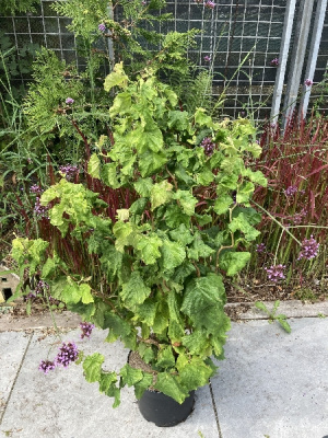 Лещина Медуза P14