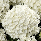 Гортензия  Флоренсия P12