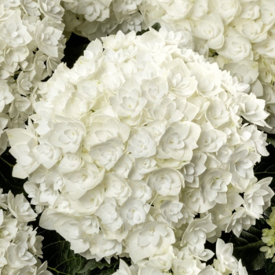 Гортензия  Флоренсия P12