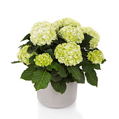 Гортензия  Хай Хейлстоун P12