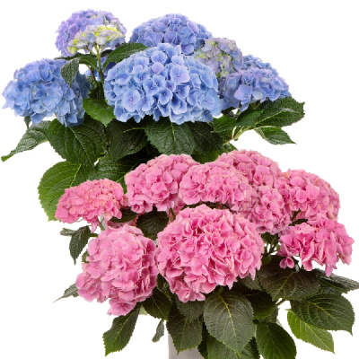 Гортензия  Хай Ривер P12