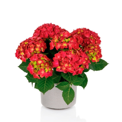 Гортензия Хай Торнадо P12