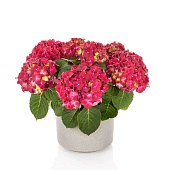 Гортензия  Хай Вулкано P12