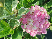 Гортензия  Мэджикал Парти Тайм P12