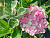 Гортензия  Мэджикал Парти Тайм P12